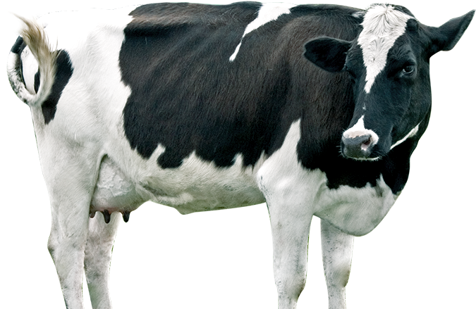 Dairy Cow Png - Dairy Cow Clipart (772x471), Png Download