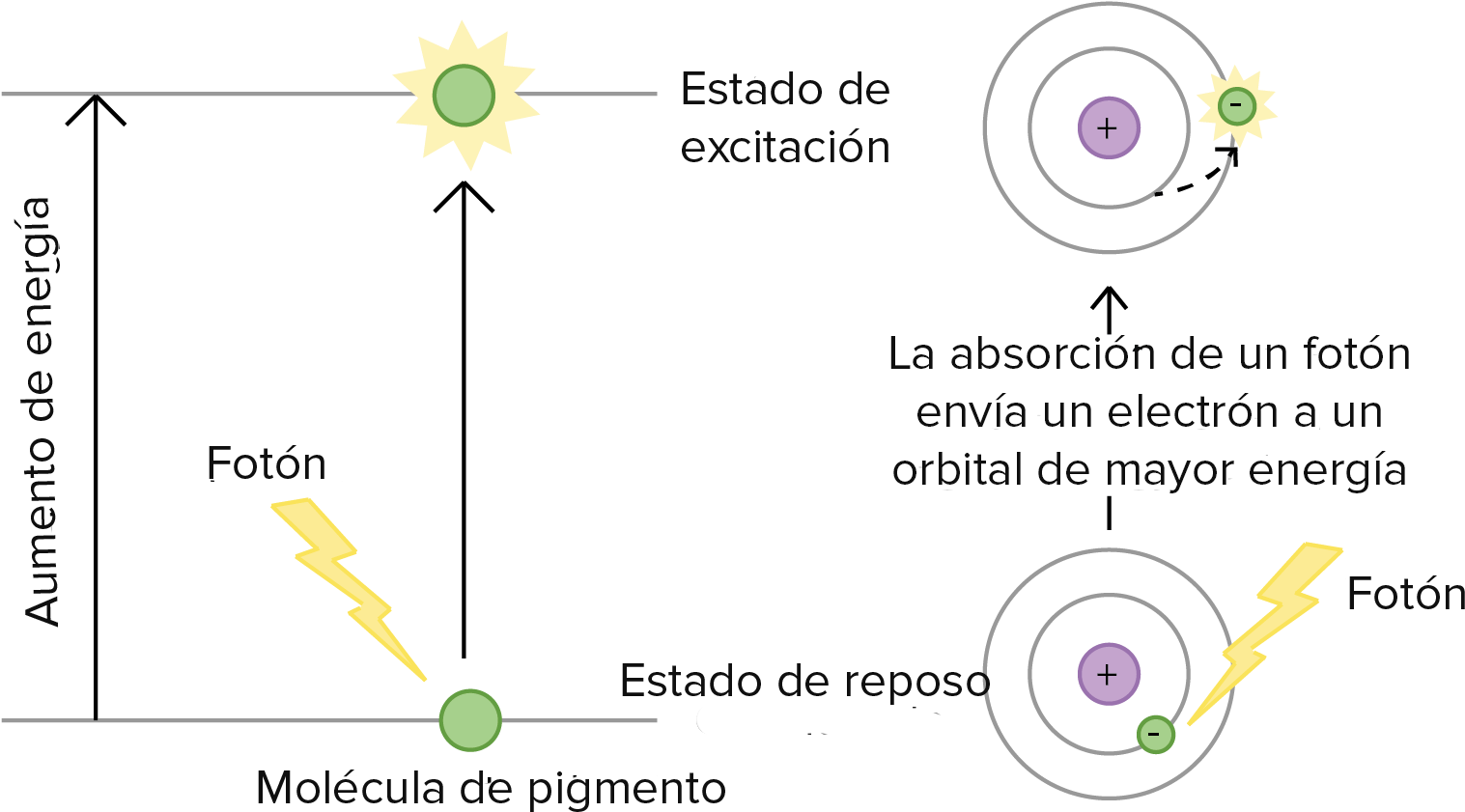 Cuando Una Molécula Del Pigmento Absorbe La Luz, Pasa - Exitacion De La Clorofila Clipart (2089x900), Png Download