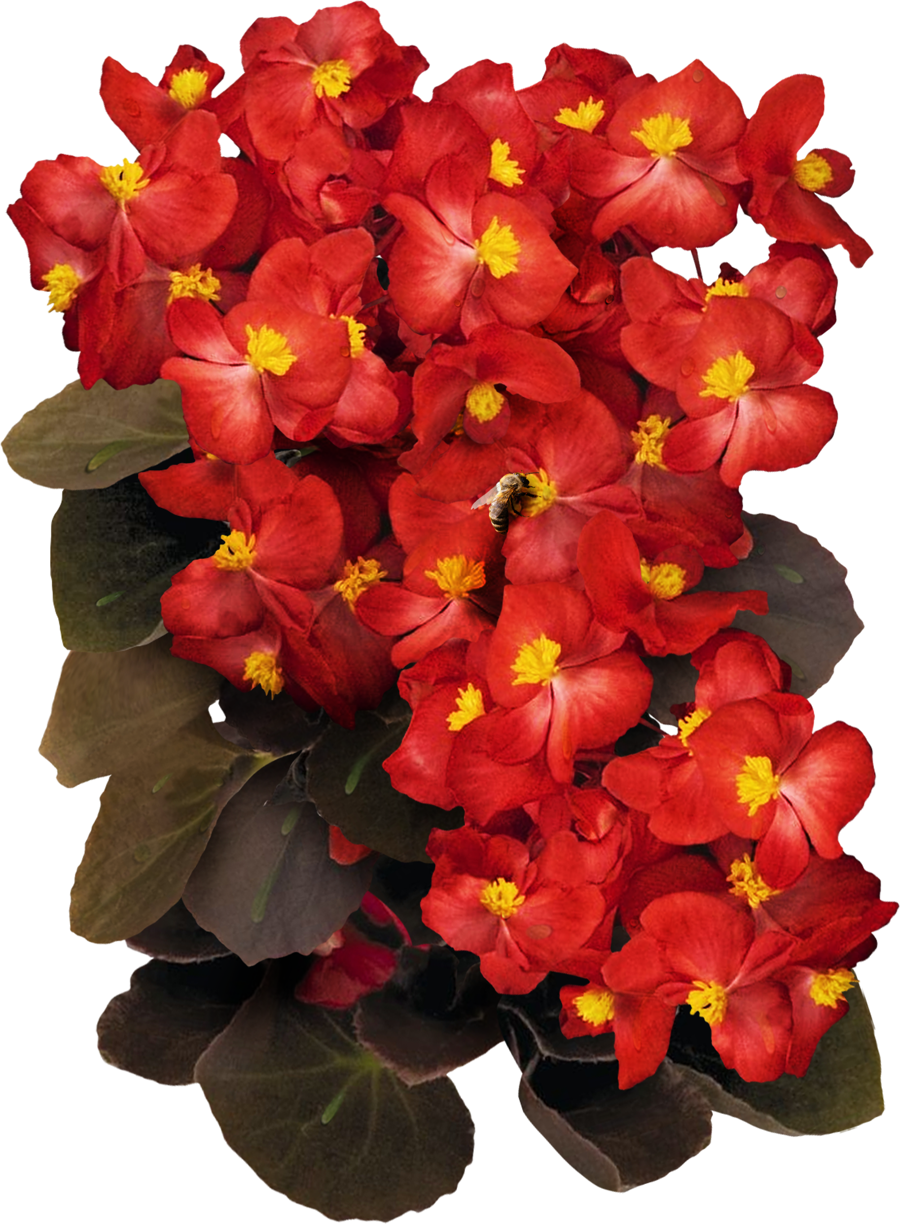 Red Wax Begonia Seeds - Begonia Clipart (1825x2483), Png Download