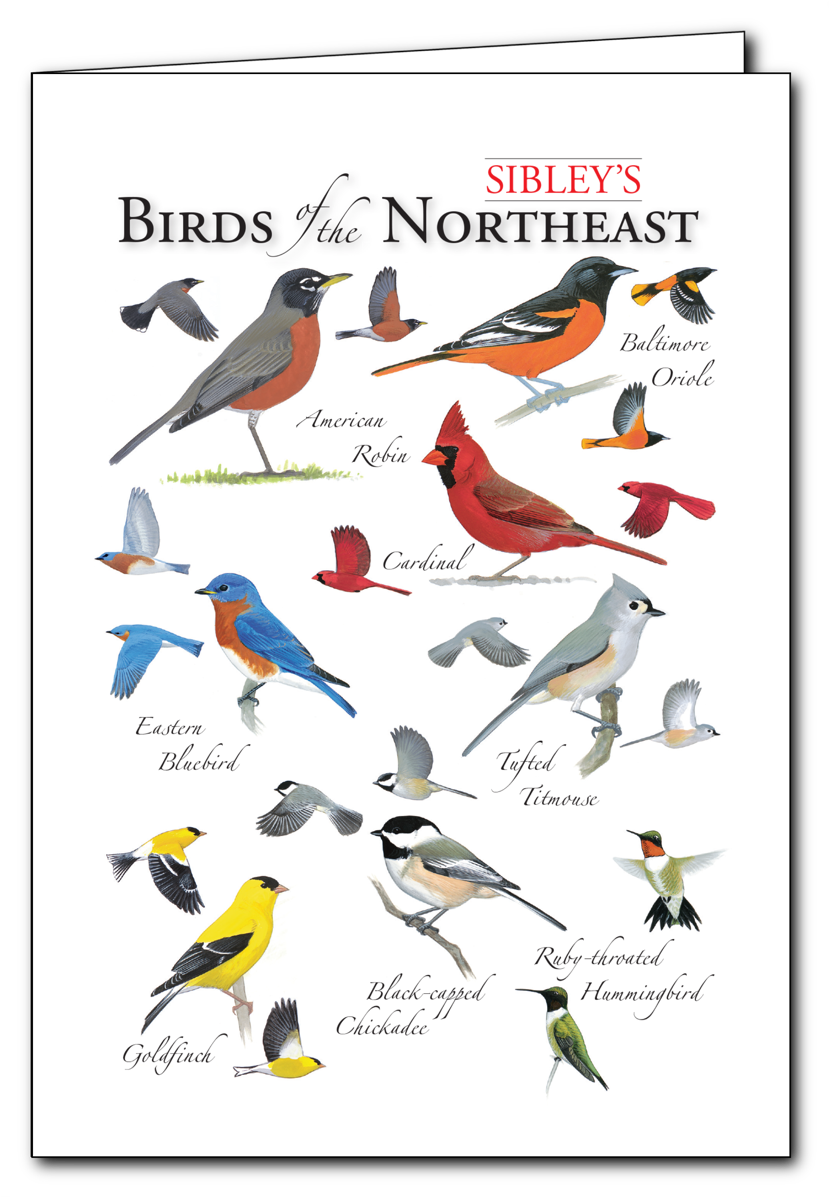 Sibley's Birds Of The Northeast Regional Card - North East Birds Clipart (1200x1200), Png Download