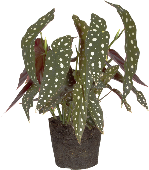 Begonia Maculate - Weberocereus Clipart (750x750), Png Download