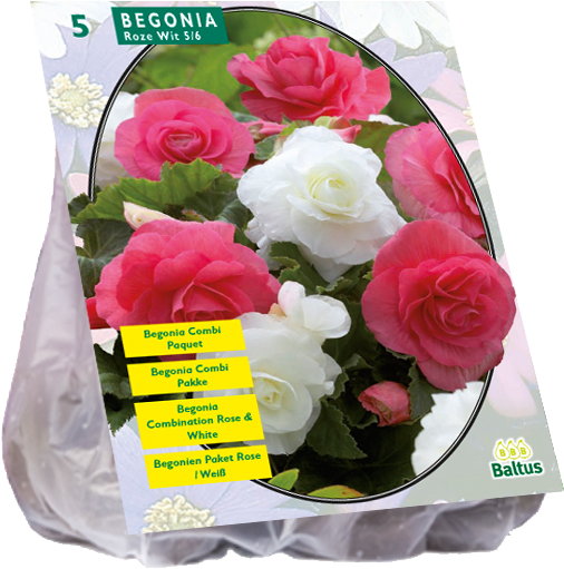 Begonia Duo Pink / White - Floribunda Clipart (800x600), Png Download