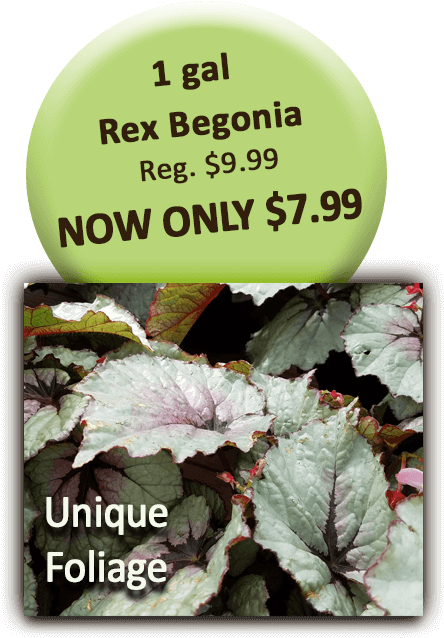 1 Gal Rex Begonia - Begonia Clipart (504x720), Png Download