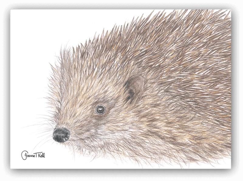 Hedgehog Greeting Card - Domesticated Hedgehog Clipart (800x597), Png Download