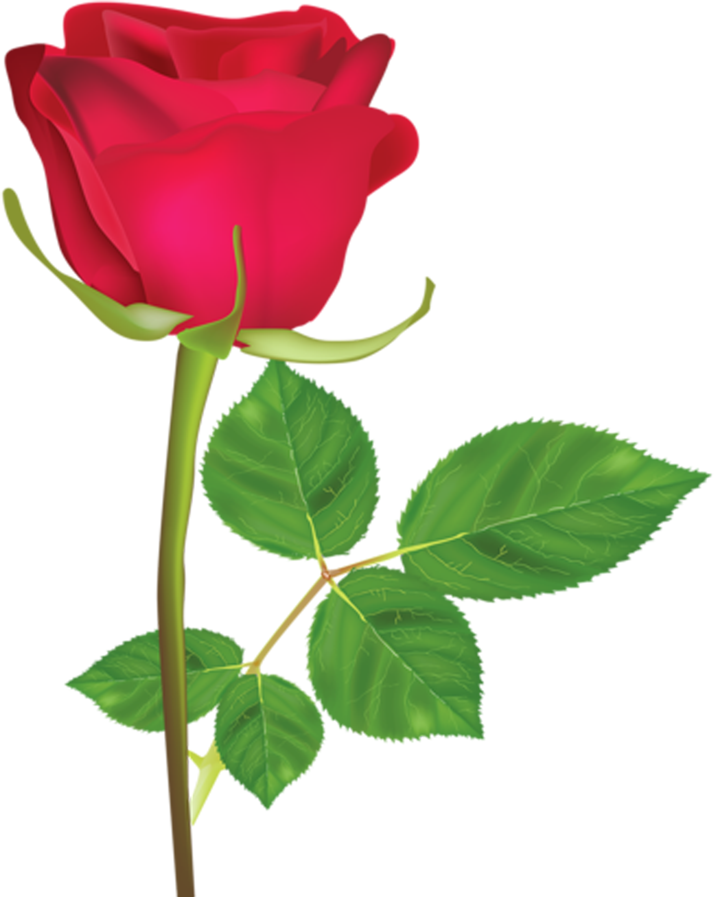 Rosa Roja Png - Rosa Roja En Png Clipart (1500x1861), Png Download