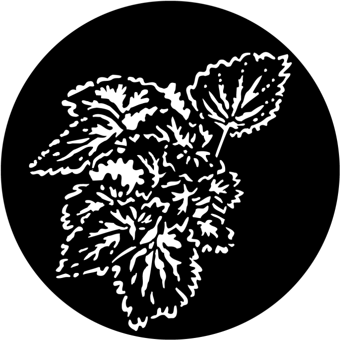 Foliage Begonia - Illustration Clipart (800x800), Png Download