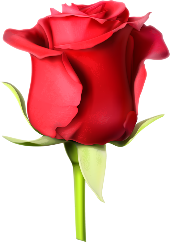 Rosa Roja - 玫瑰 花 圖案 Clipart (514x737), Png Download