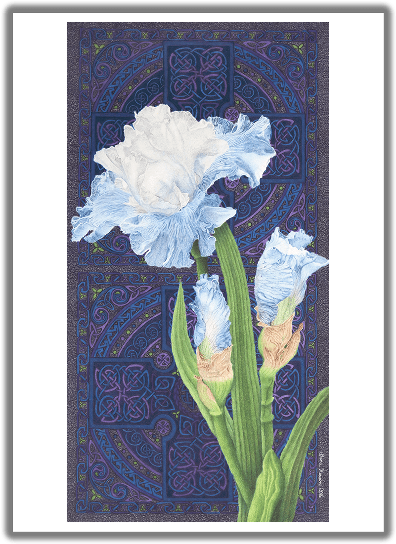 "abiding Faith" Blue Iris Blank Card - Hyacinth Clipart (825x1125), Png Download