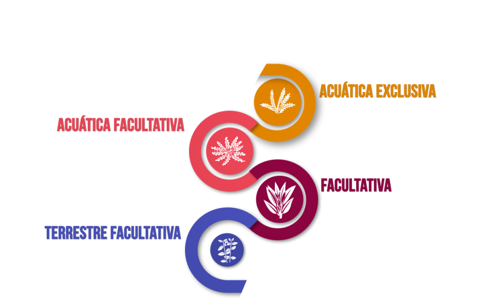 Begonia De Pantano , Png Download - Circle Clipart (956x588), Png Download