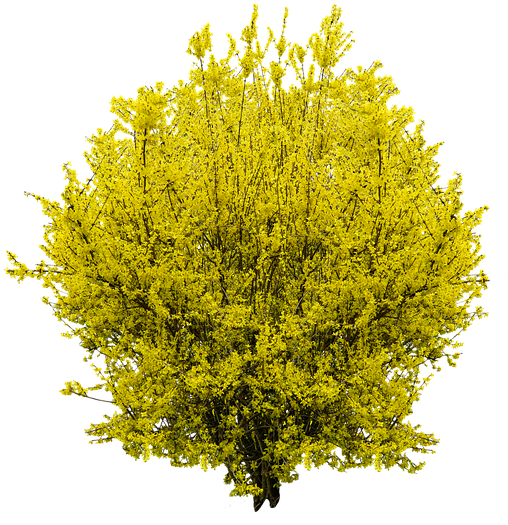 Yellow Shrub Png Clipart (565x640), Png Download