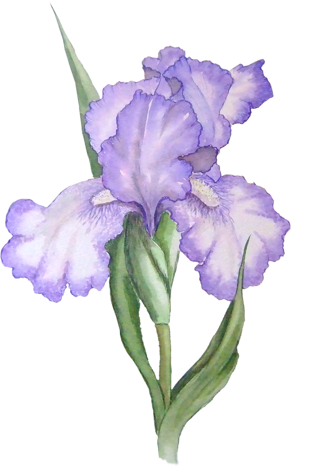 Flower Clip Art Free - Purple Flowers Watercolor Transparent - Png Download (640x963), Png Download