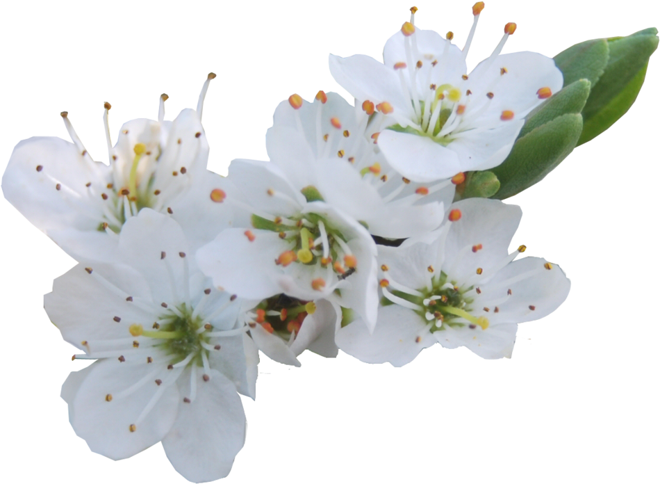 Flowers Png Format - White Cherry Flower Png Clipart (1035x771), Png Download