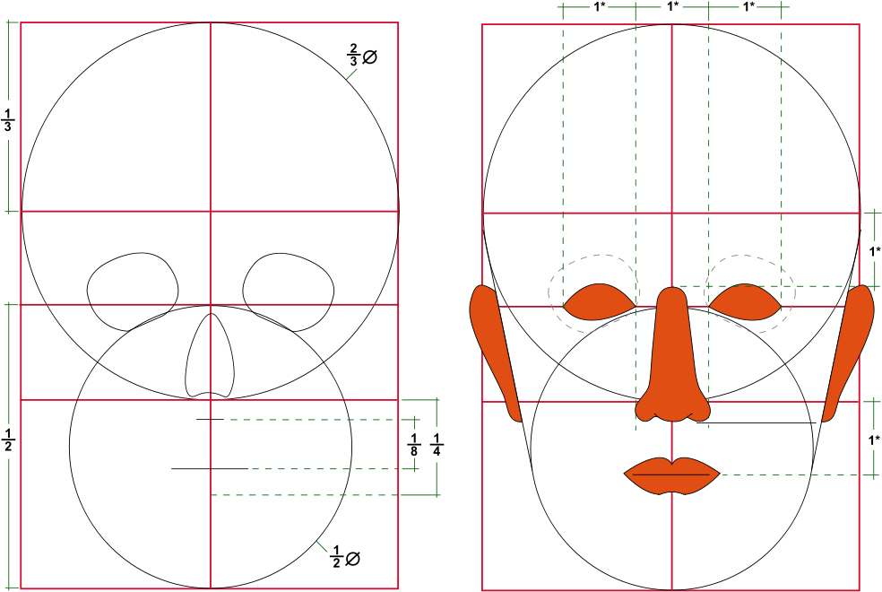 The Golden Ratio In - Human Head Proportions Clipart (1000x667), Png Download