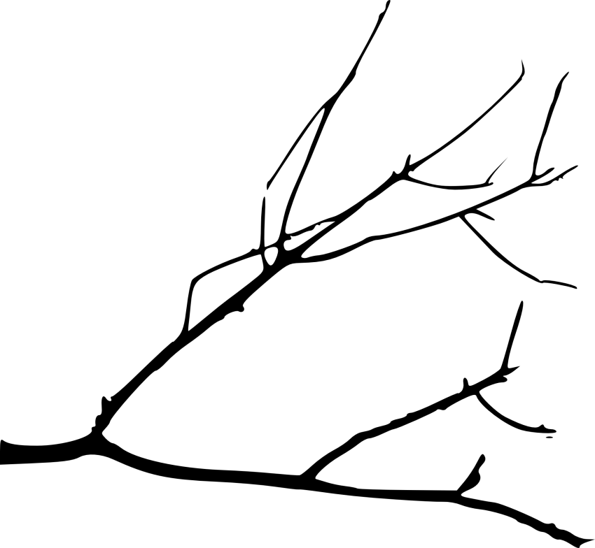 Free Png Simple Tree Branch Png - Simple Tree Branch Drawing Clipart (850x784), Png Download