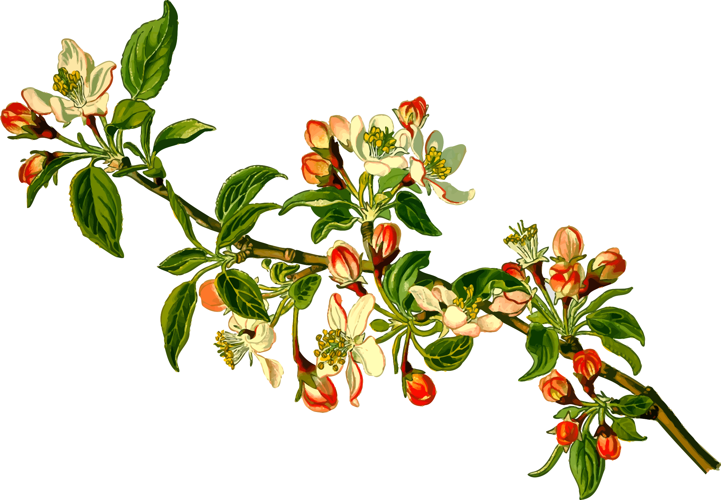Branch Clipart Apple Tree - Malus Domestica - Png Download (2400x1665), Png Download