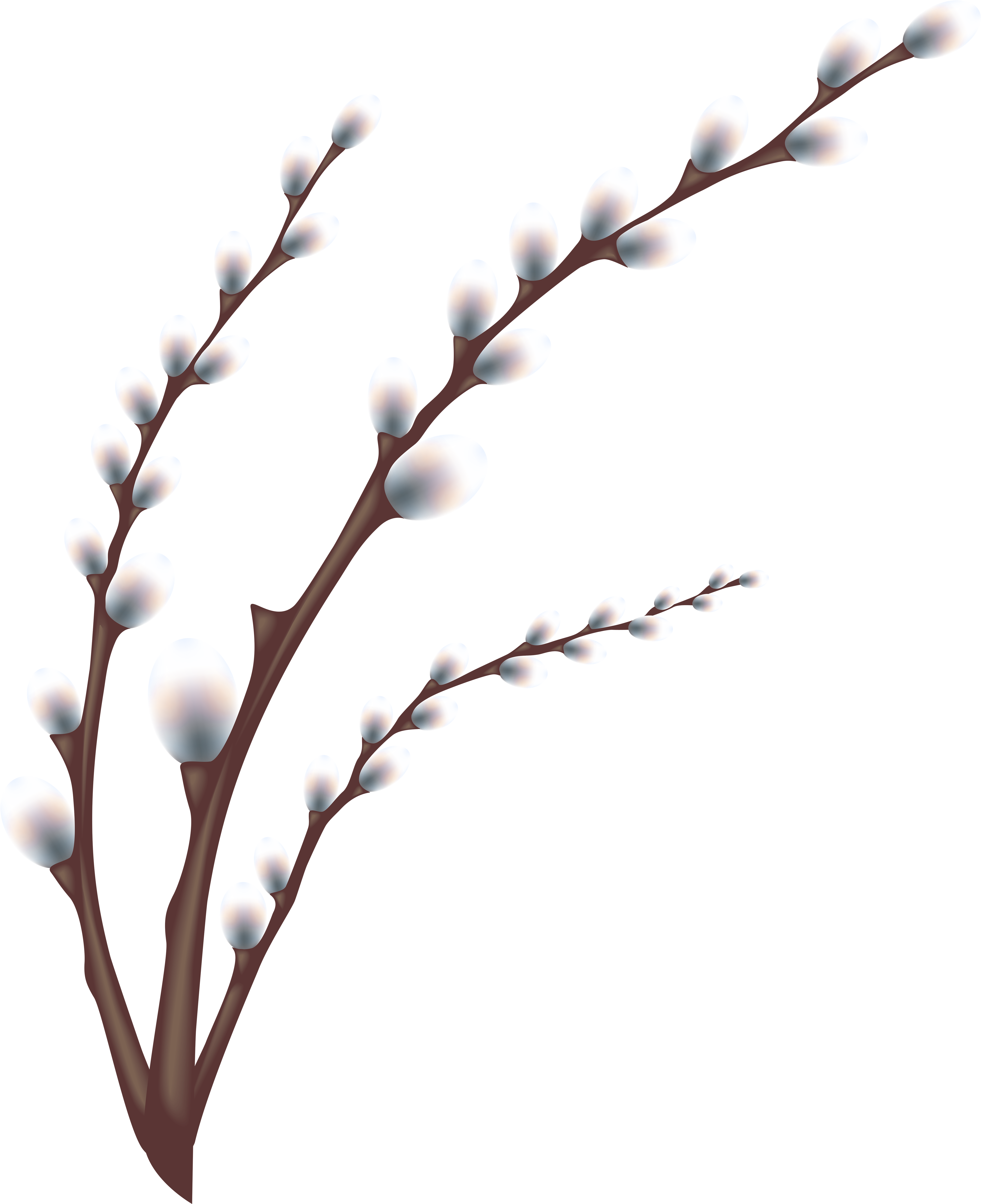 Easter Willow Tree Branch Transparent Png Clip Art - Tree Branch Transparent (4940x6000), Png Download