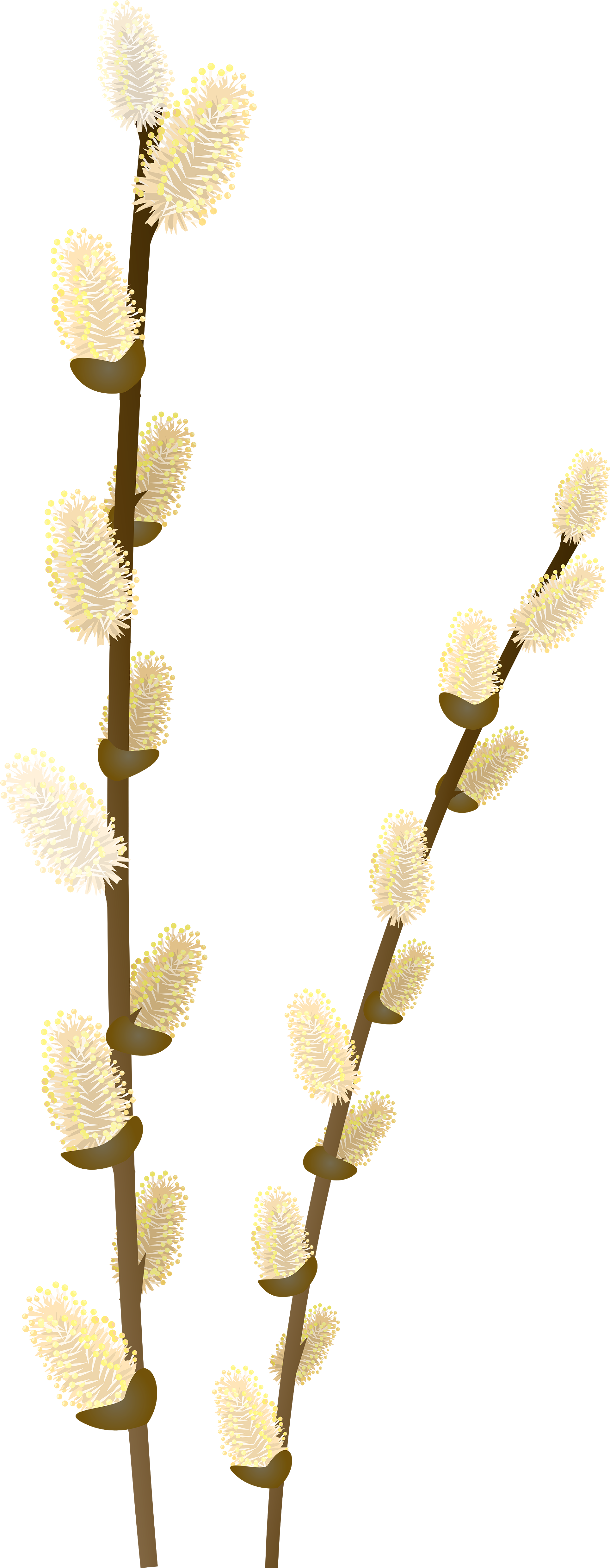 Willow Tree Branch Transparent Png Clip Art Image - Pussywillow Png (2016x5000), Png Download