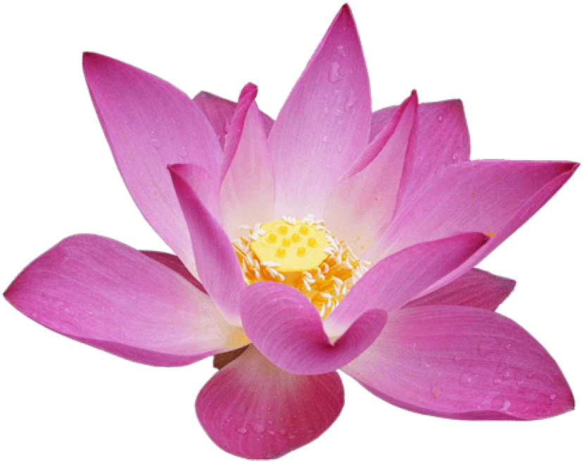 Free Png Download Lotus Flower Png Images Background - Lotus Flower Transparent Background Clipart (850x738), Png Download