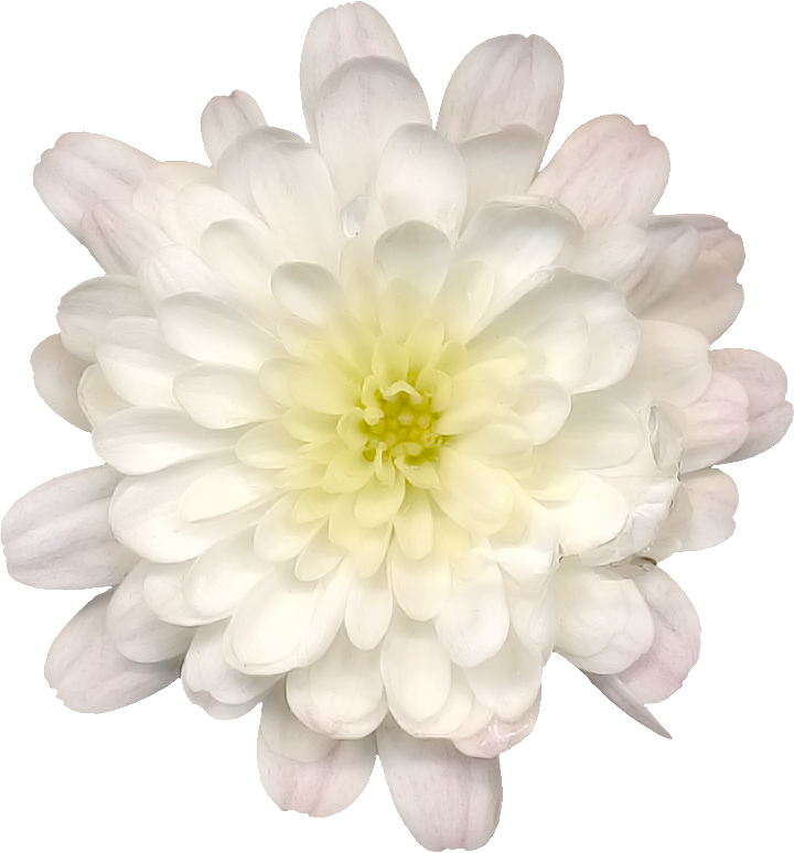 Lotus Flower Png - Dahlia Clipart (720x774), Png Download
