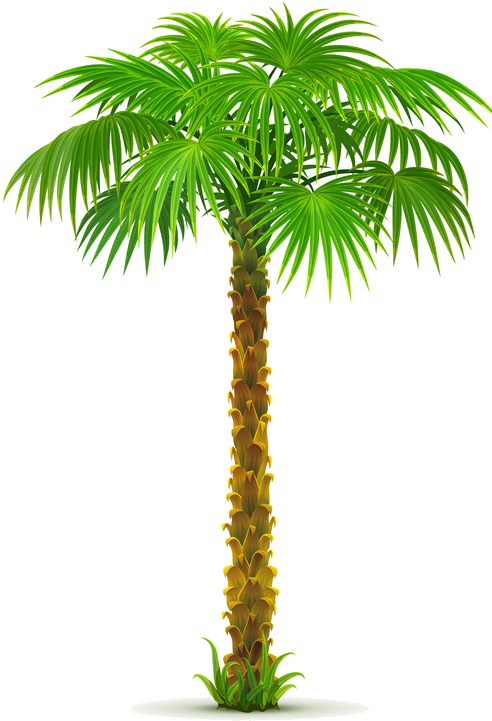 Arbre,png Palm Tree Png, Palm Trees, Palm Tree Pictures, - Sea And Coconut Tree Vector Clipart (516x778), Png Download