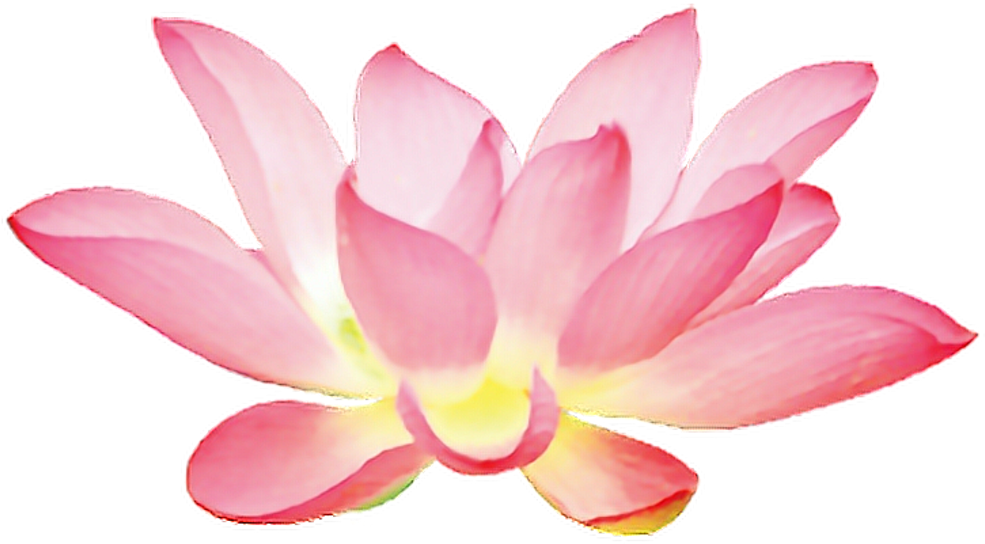 Lotus Sticker - Pink Lotus Flower Png Clipart (1024x790), Png Download