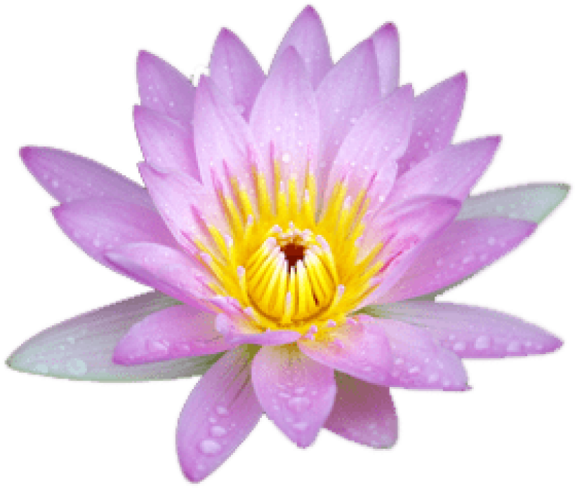Download Small Pink Lotus Png Images Background - Sacred Lotus Clipart (850x733), Png Download