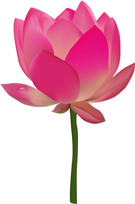 Pink Flower Transparent Vector Clipart (500x727), Png Download