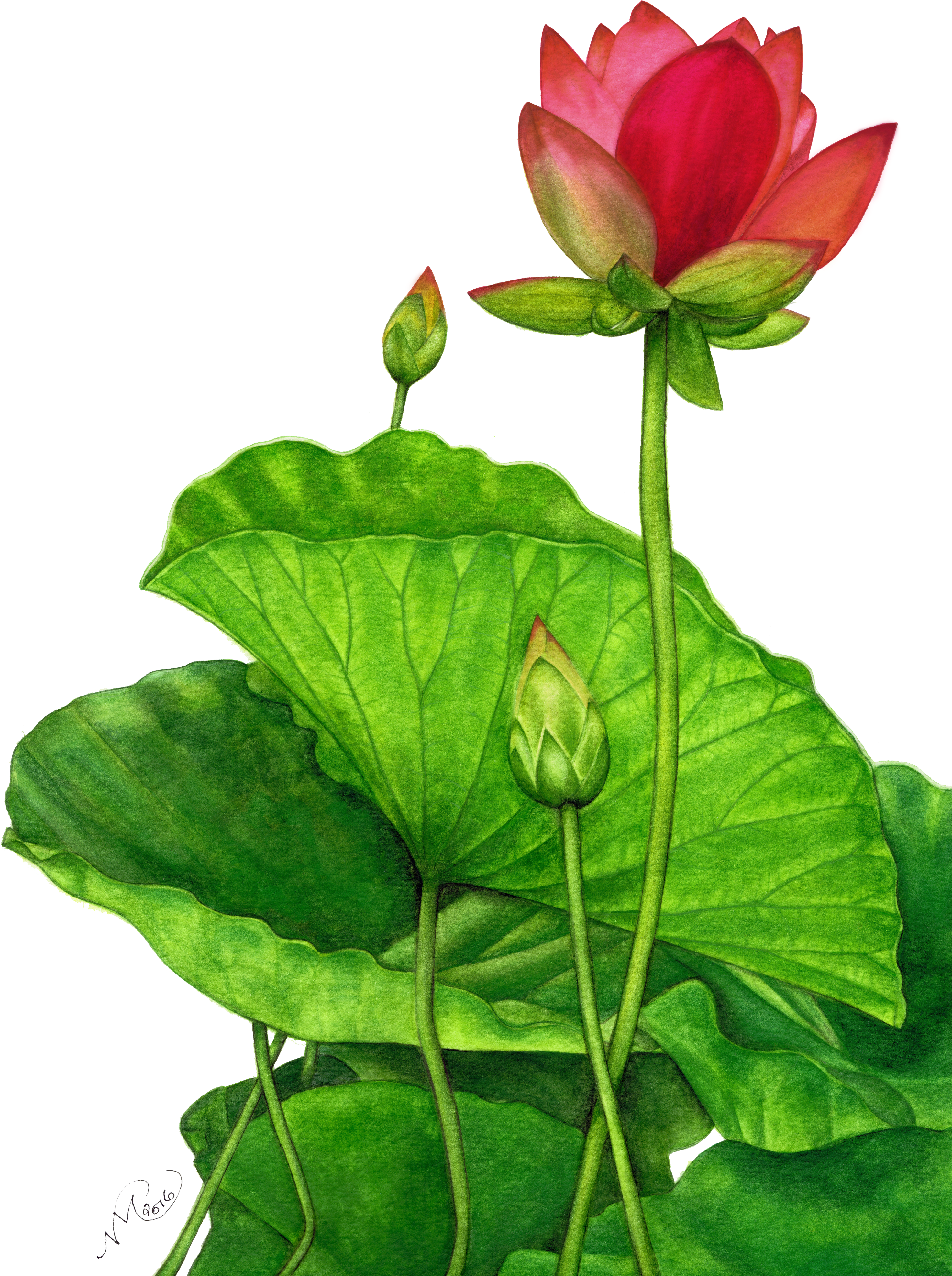 Lotus Clipart (2988x4228), Png Download