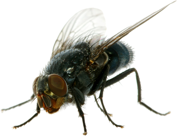 Fly Png Pic - Transparent House Fly Png Clipart (625x500), Png Download