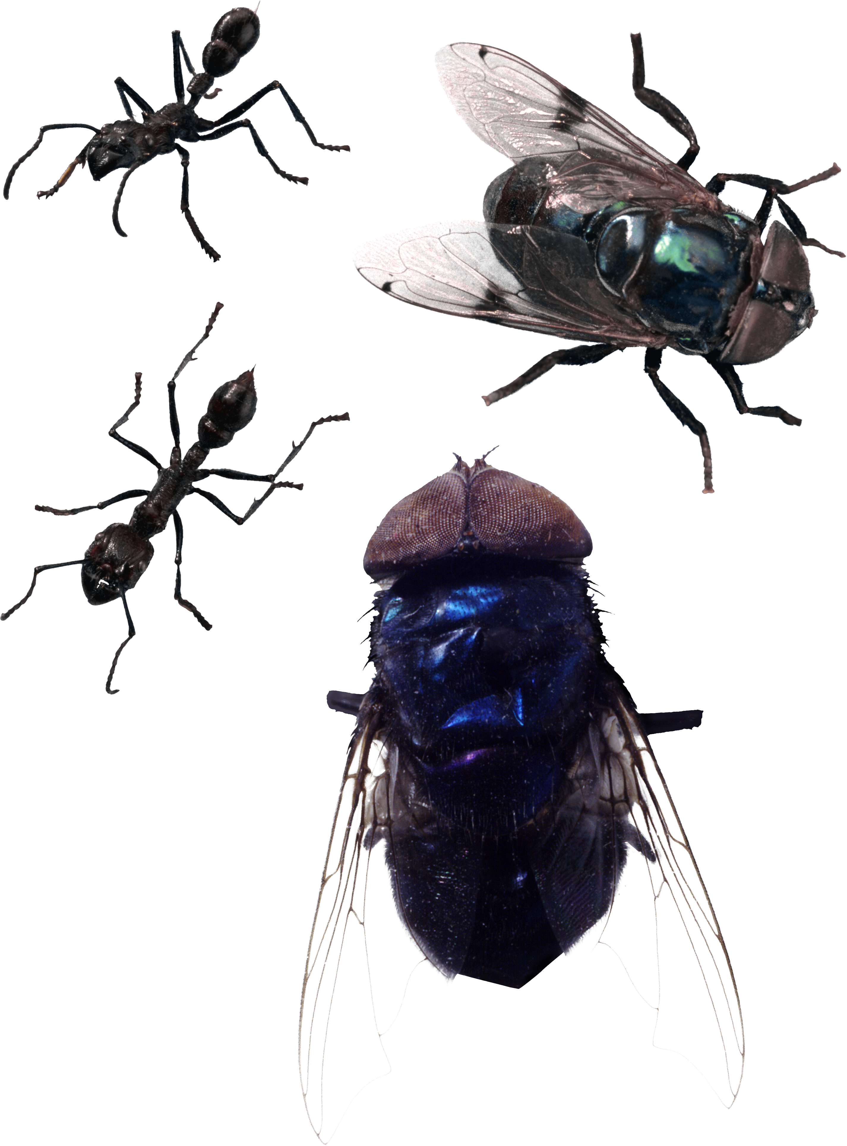 Fly Png Image - Fly Png Clipart (2852x3858), Png Download