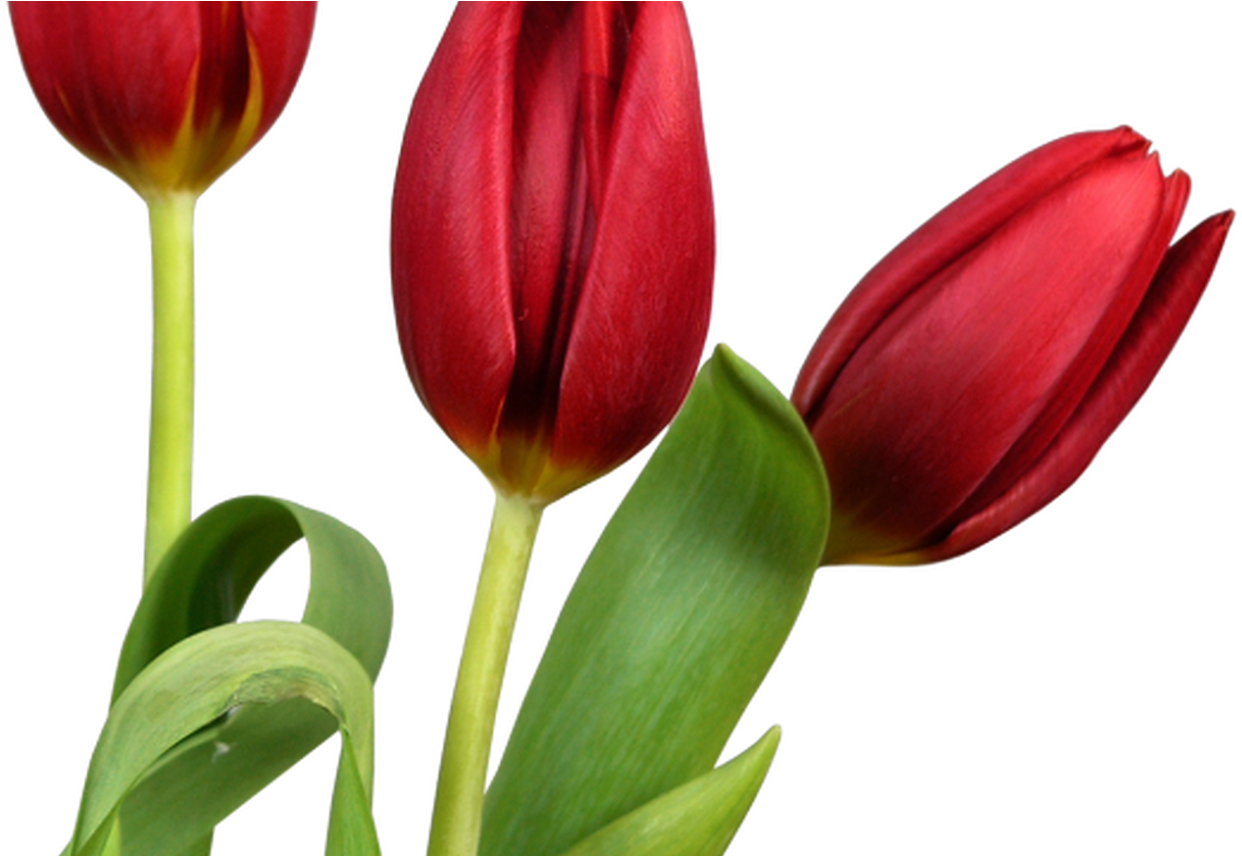 Transparent Tulips Png Flowers Clipart Clipart Pinterest (1242x856), Png Download