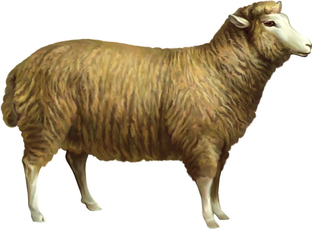 Sheep Png Gif Clipart (1093x814), Png Download