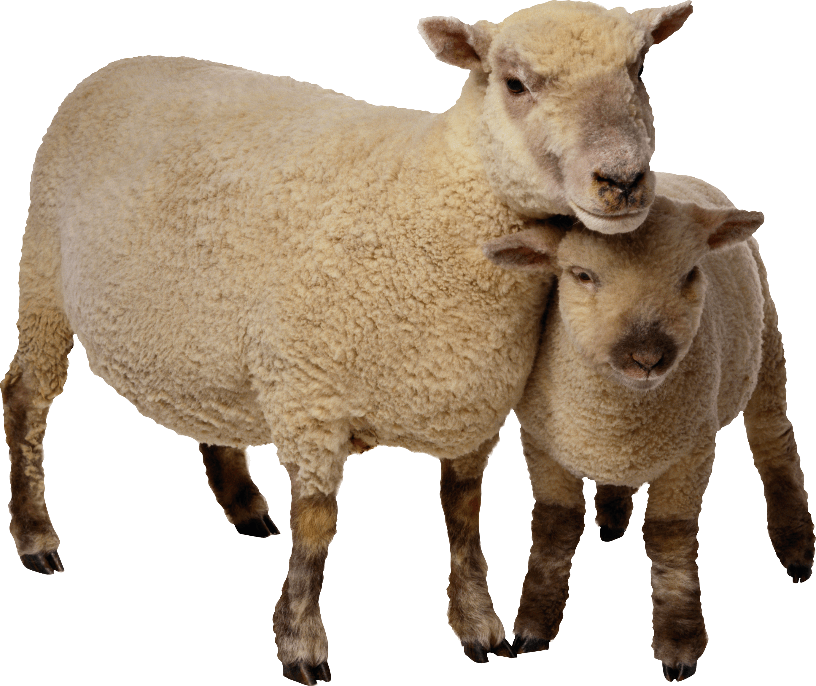 Animals - Sheep Png Clipart (2751x2313), Png Download