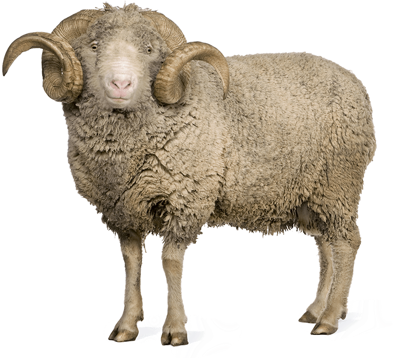 Sheep And Wool Png - Sheeps Png Clipart (793x717), Png Download