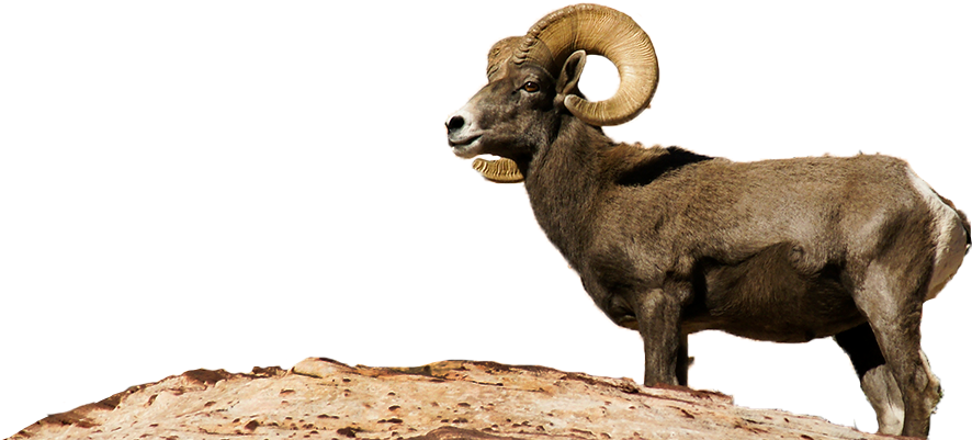 Bighorn Sheep Png Clipart (886x401), Png Download