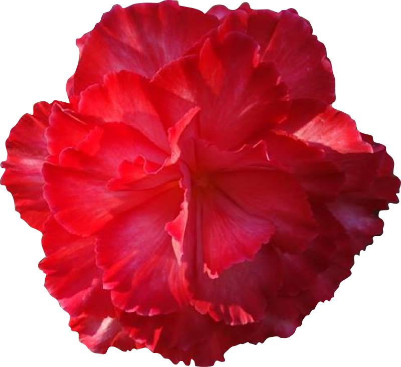 Big Pink Flower - Red Real Flower Clipart - Png Download (800x732), Png Download