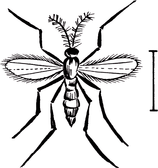 Hessian Fly - Bee Clipart (574x600), Png Download