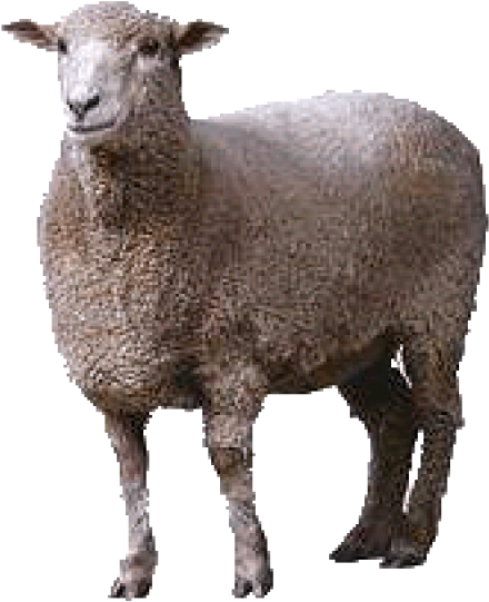 Sheep Png Free Download - Animals Clipart (600x600), Png Download