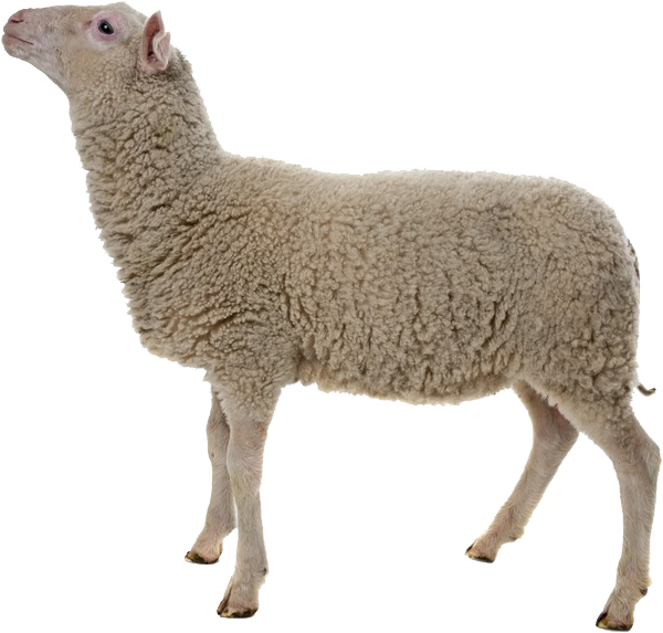 Adult Sheep White Background Clipart (700x635), Png Download
