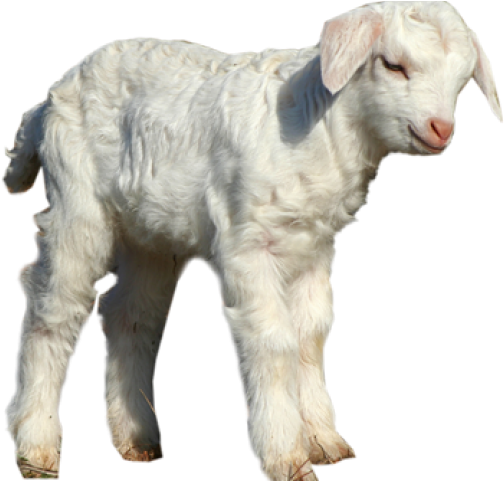 Sheep Png Transparent Images - Sheep Clipart (640x480), Png Download