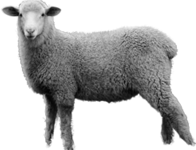 Sheep Clipart (640x480), Png Download