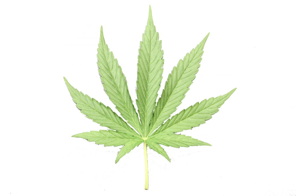 Pot Leaf Png Clipart (1024x680), Png Download