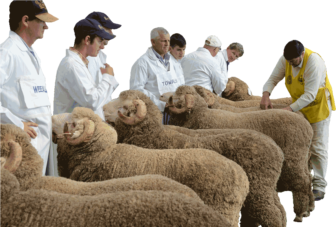 Midstate Merinos Field Day Hogget Competition - Sheep Clipart (1112x751), Png Download