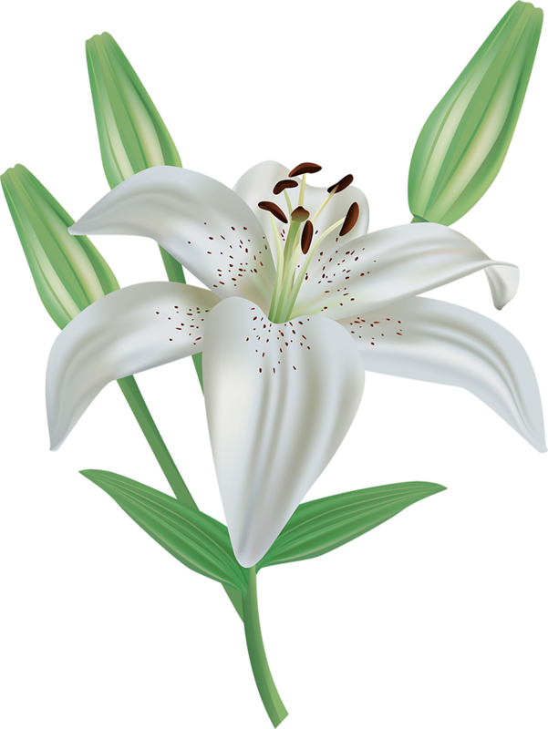 Фото, Автор Soloveika На Яндекс - White Lilies Clipart - Png Download (601x800), Png Download