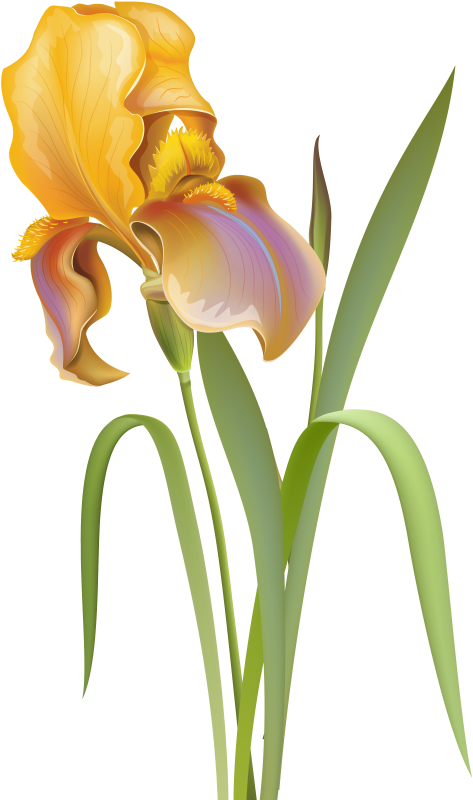Free Png Download Iris Flower Clipart Png Photo Png - Iris Flower Iris Png Transparent Png (480x813), Png Download
