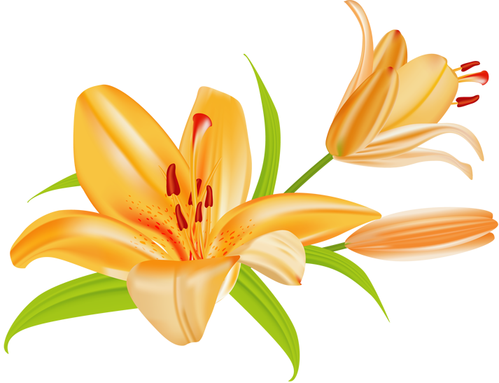 Lilies Flower Clipart - Clip Art Of Lily Flower - Png Download (640x491), Png Download