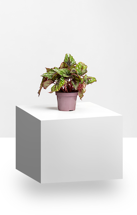 Begonia Magic Colours - Flowerpot Clipart (480x750), Png Download