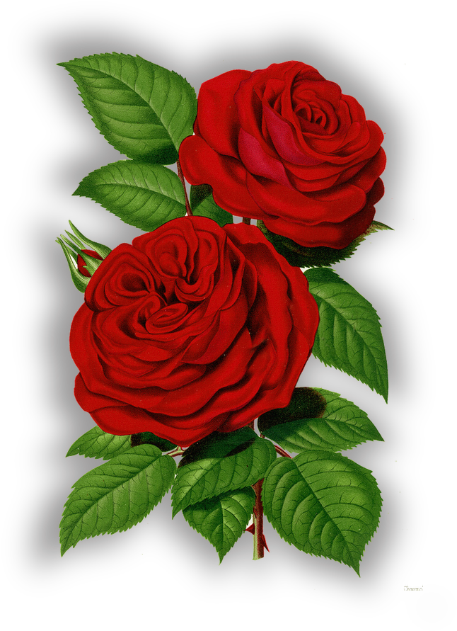 Rosas Png Sin Fondo - Victorian Red Roses Clipart (798x1020), Png Download