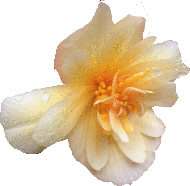 Begonia , Png Download - Begonia Clipart (644x632), Png Download