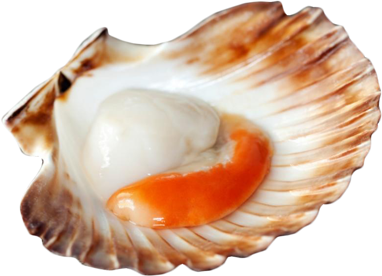 Vieira Eviscerada - New Zealand Scallops Clipart (800x800), Png Download